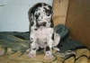 Great-Danes-Puppies-For-Sale