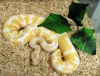 Outstanding-pair-of-Albino-and-piebald-ball-pythons-for-sale-