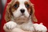 Cavalier-King-Charles-Spaniel-puppies