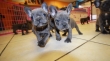 Cutest-French-Bulldog-Puppies