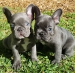 Blue-eyes-healthy-Frenchie-for-rehoming