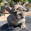 Beautiful-French-Merle-Bulldog-Puppies