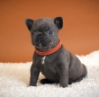 AKC-French-Bulldog-Puppies-For-Rehoming