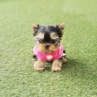 Miniature-Yorkie-Puppies-For-Sale