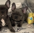 Adorable-pure-breed-French-Bulldog-puppies