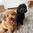 Sweet-playful-and-gorgeous-toy-poodles-for-rehoming